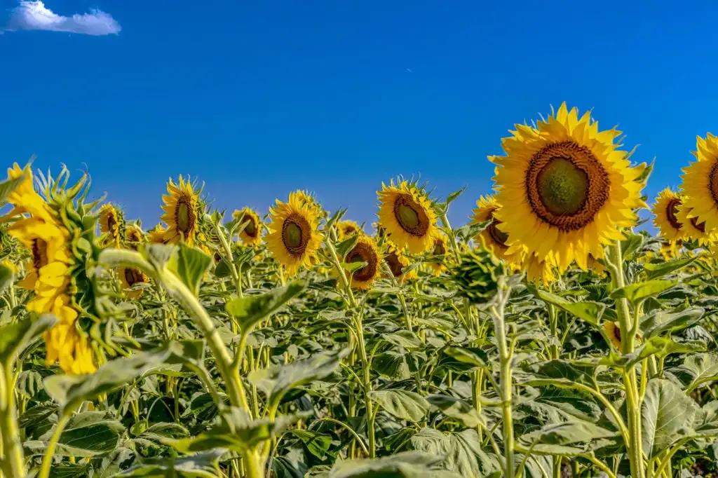 Campo de girasoles en flor bajo un cielo azul de verano