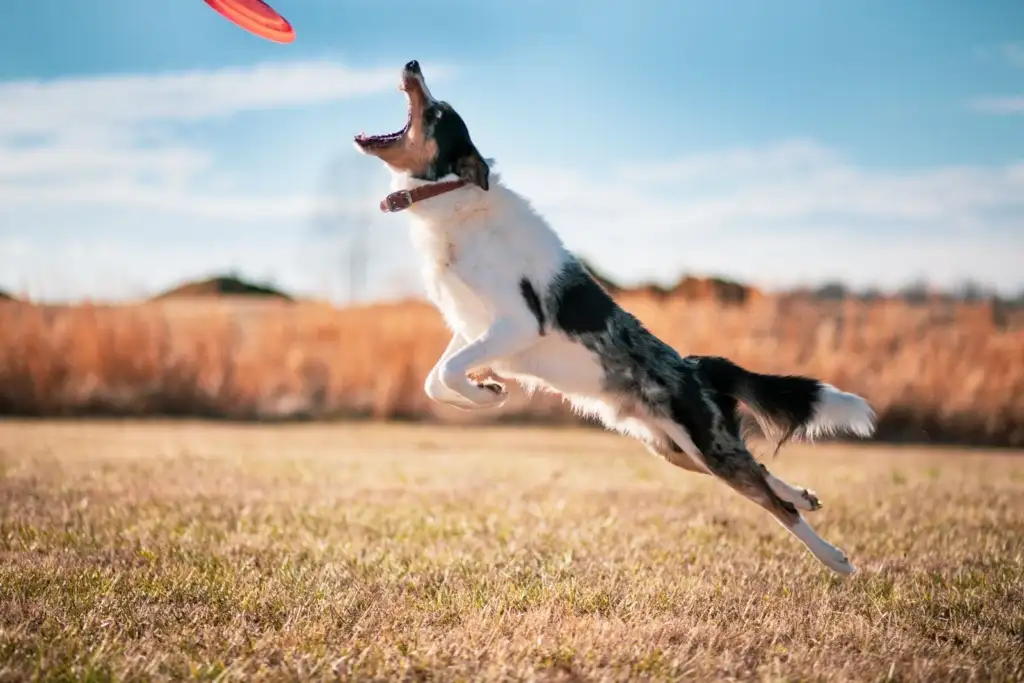 Perro saltando para atrapar un disco en un campo abierto