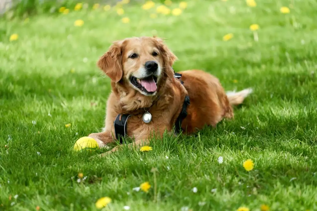 Golden retriever acostado en el pasto, sonriendo con la lengua afuera