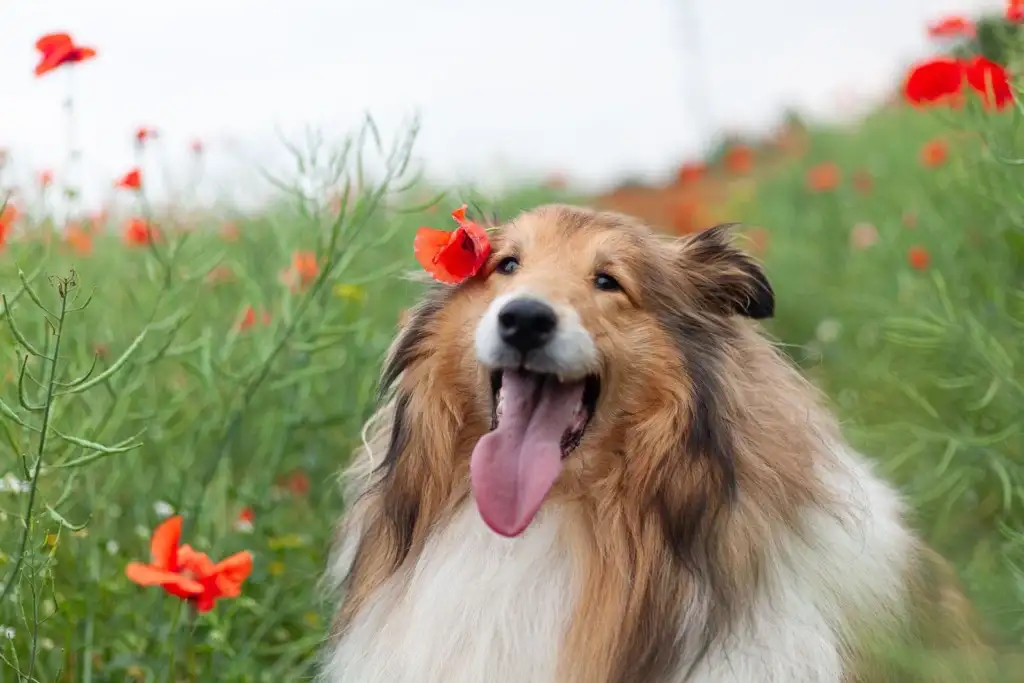 Perro collie con la lengua afuera entre amapolas rojas