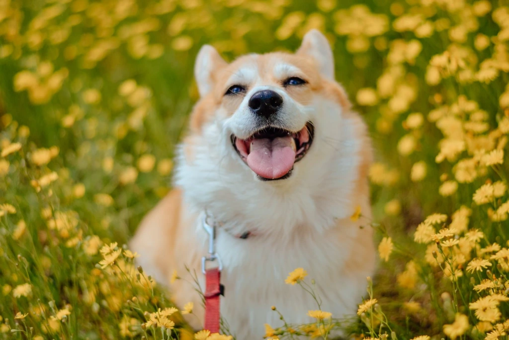 Perro corgi sonriendo entre flores amarillas