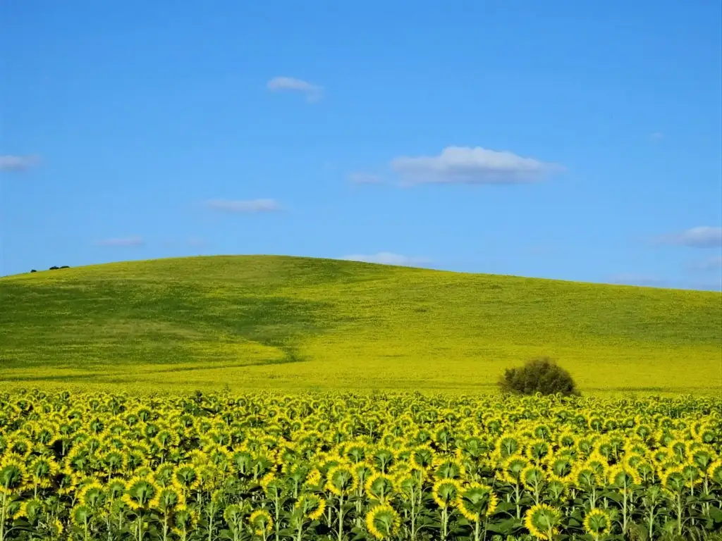 Campo verde con girasoles bajo un cielo azul despejado