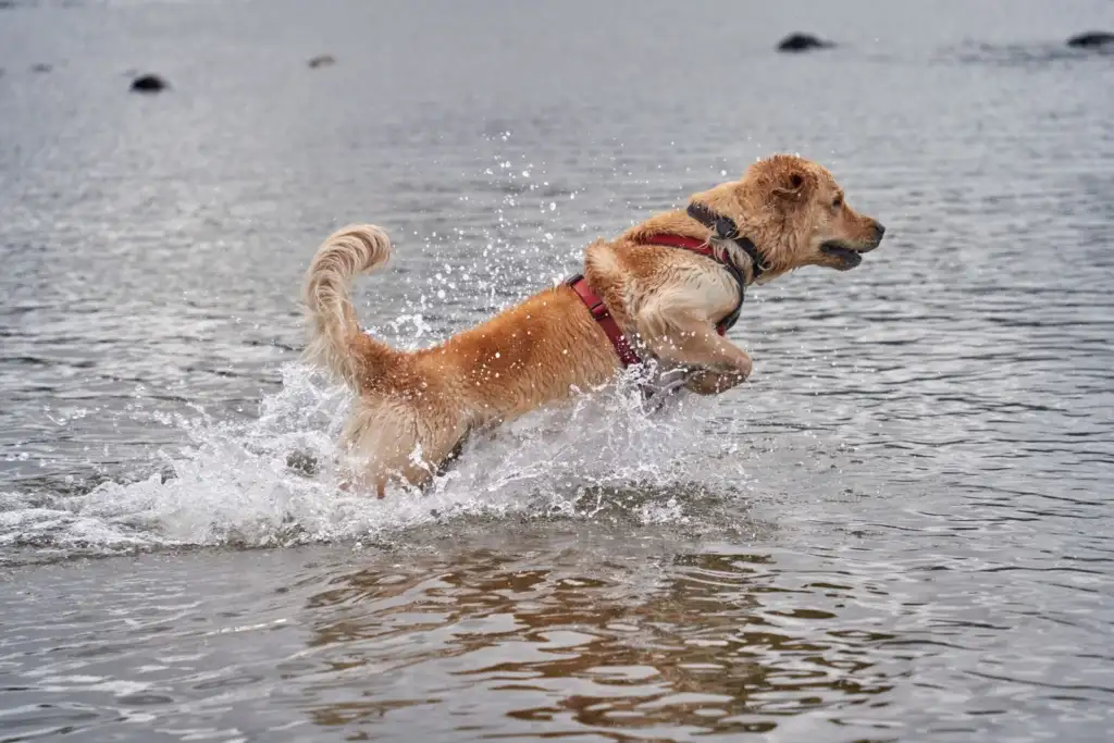 Perro dorado corriendo y salpicando en el agua