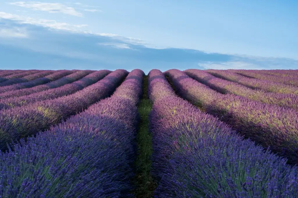 Campo de lavanda en hileras bajo un cielo azul claro