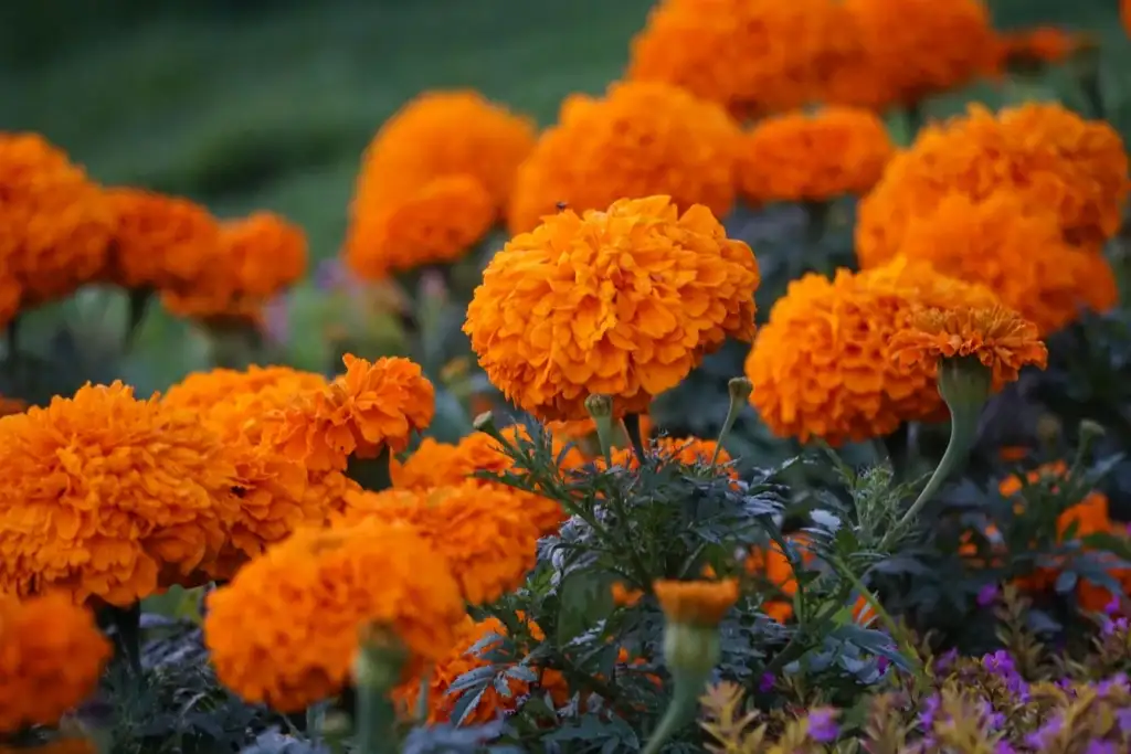 Flores de cempásuchil anaranjadas en un jardín